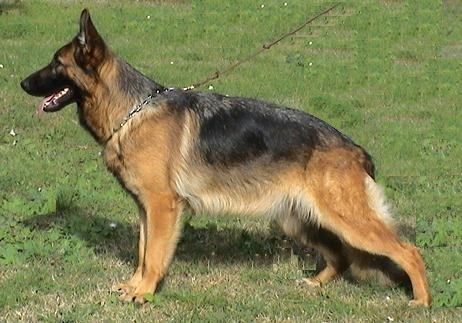 Raïssa De Franquieres