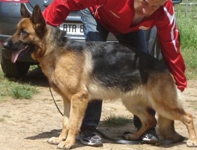 Canis du petit Garlaban