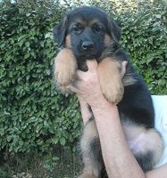 PLUS DE CHIOTS DISPONIBLE